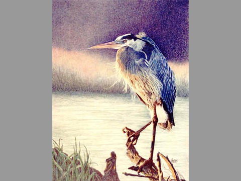 Blue Heron